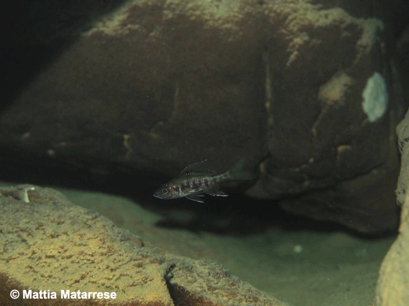 Trematocara zebra 'Jakobsen's Beach'